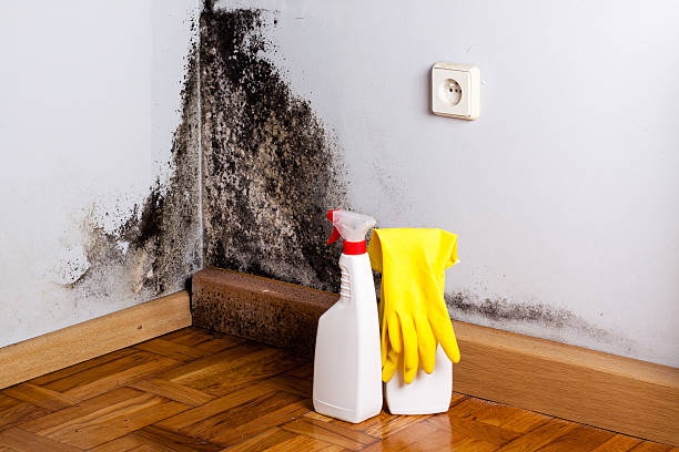 Best Residential Mold Remediation in Cape Coral, FL